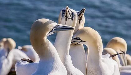 开云网址入口-法国战平后,晋级希望寄托于他人,法国战役之后